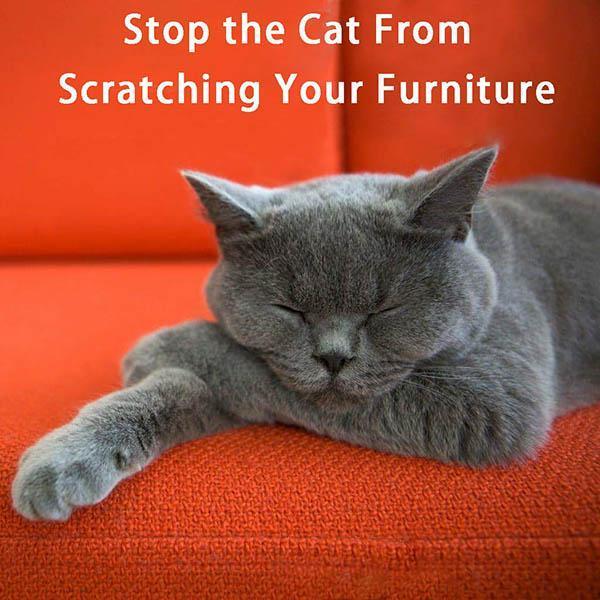 Anti-cat Scratching Sofa Protector (2pcs with 10 pins) - Image 3