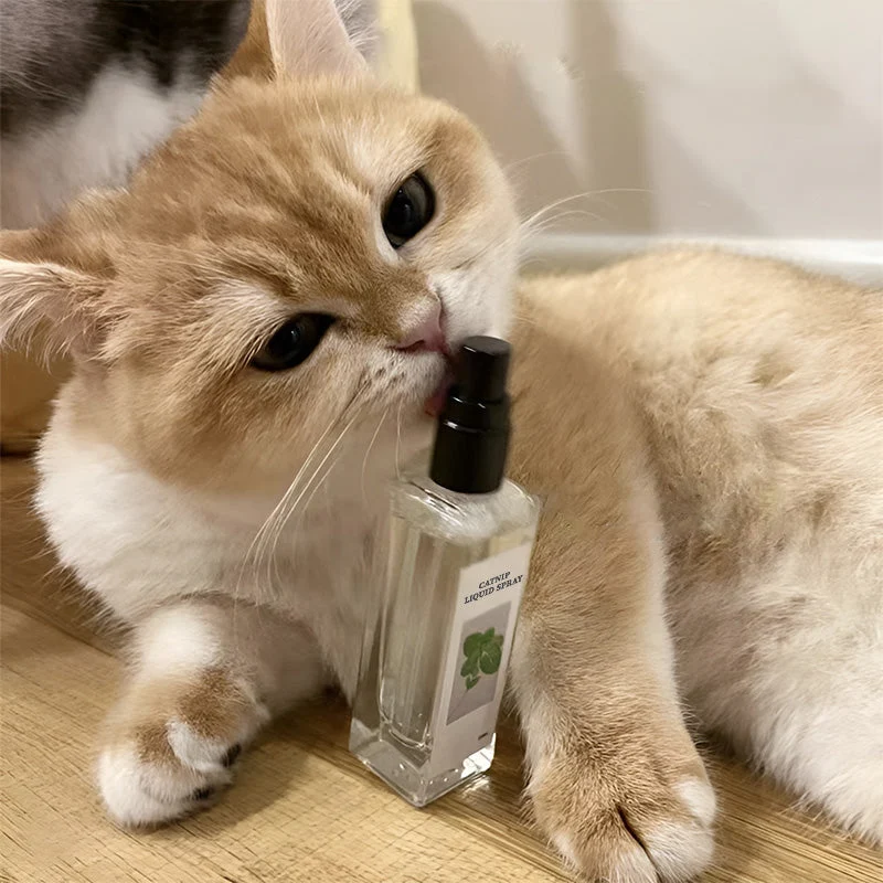 Catnip Liquid Spray - Safe, Pure, and Potent - Image 4