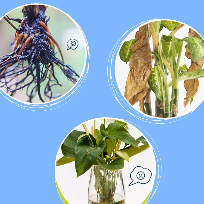 Professional nutrient solution for flowering potted plants - Image 2