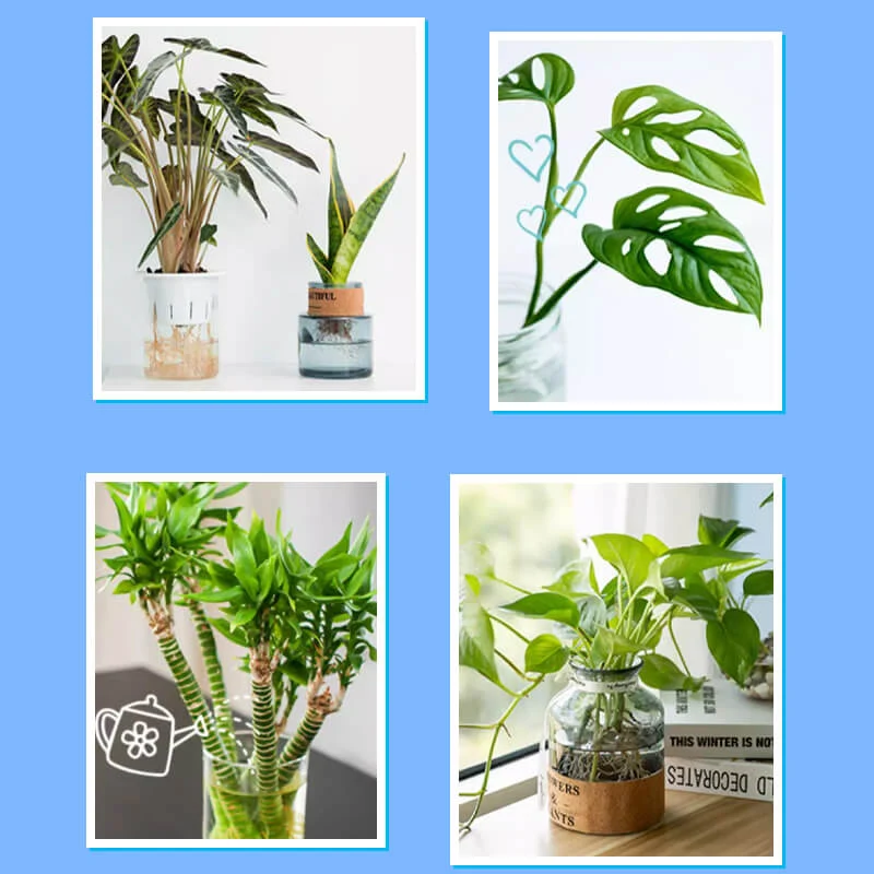 Professional nutrient solution for flowering potted plants - Image 3