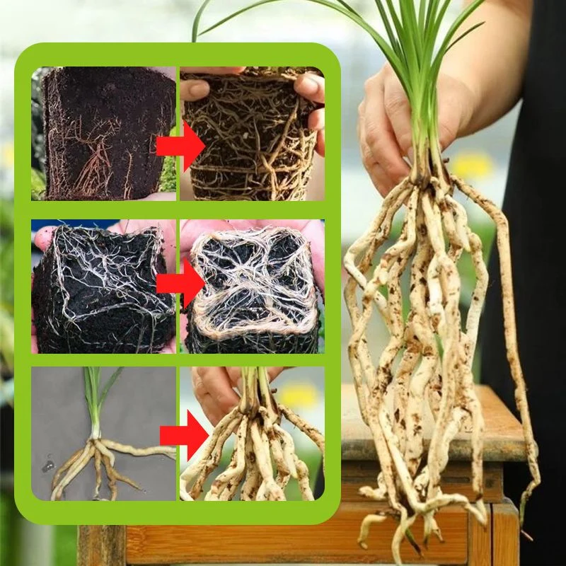Rapid Strong Rooting Fertilizer - Image 7