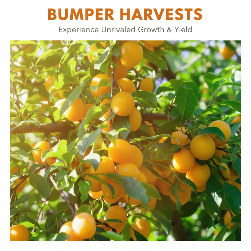 Slow-Release Orange Tree Food - Image 4
