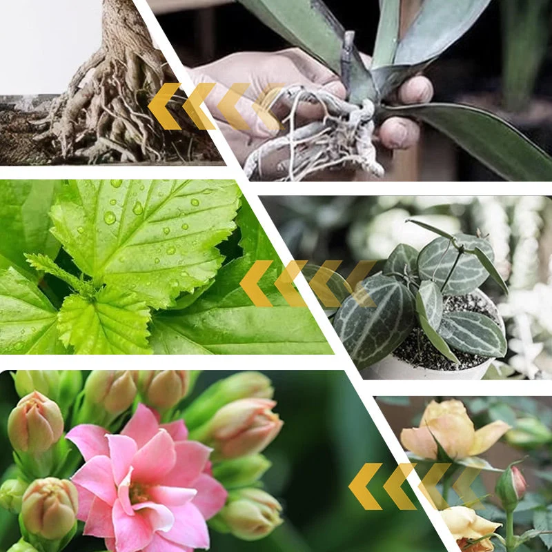 10g/200g Water Soluble Bloom Fertilizer for Flowers - Image 5